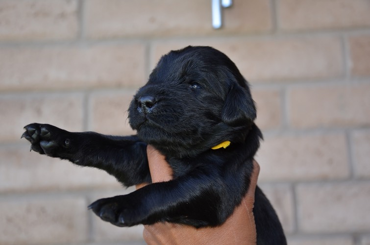 yellow girl two weeks