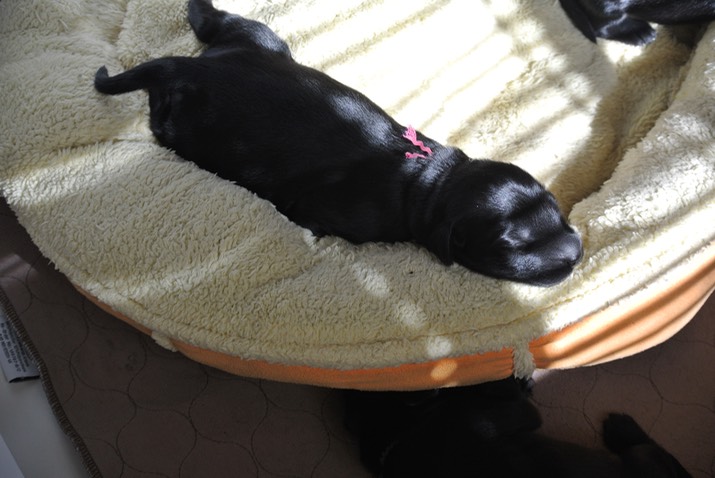 California dogs sunbathe in the whelping box!