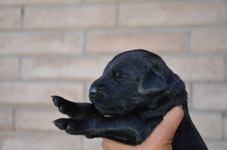 tangerine girl two weeks