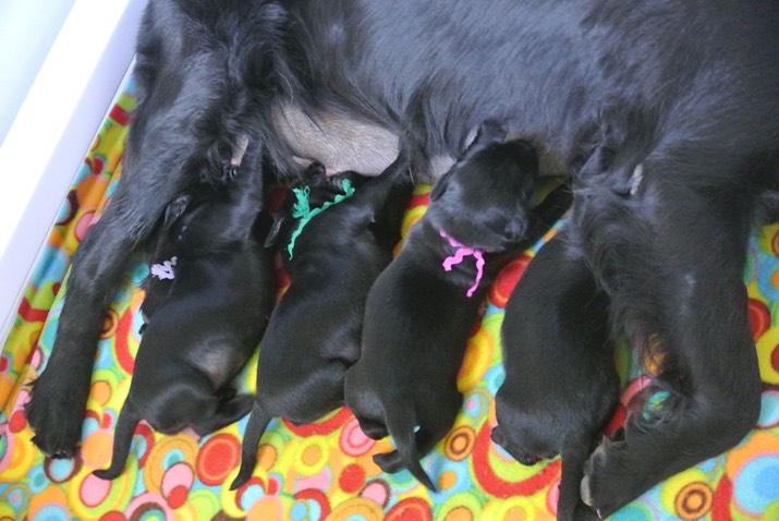 two teats per puppy one week old