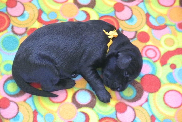 Sleepy Flora one week old