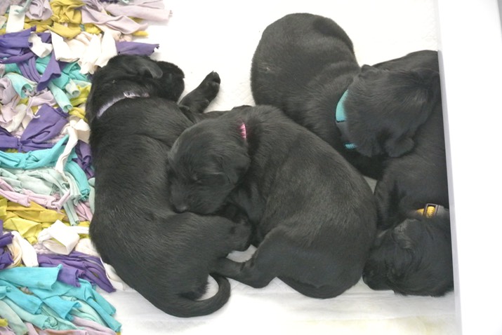 big pile 16 days old