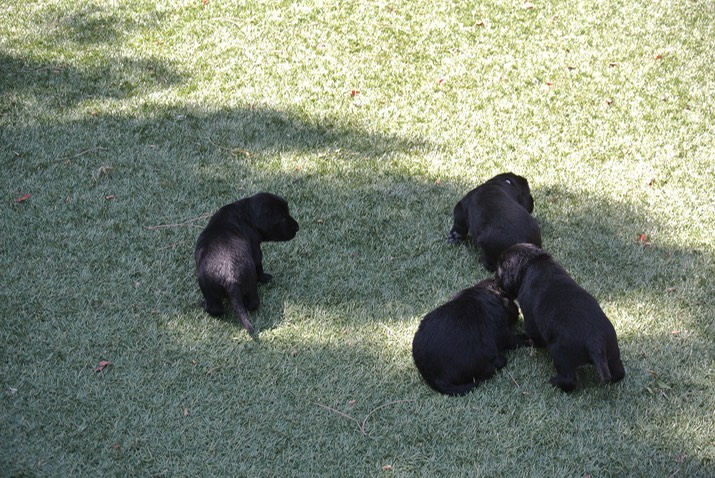 first steps on fake grass