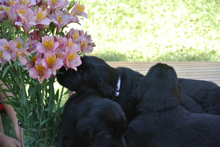 falafel smells the flowers