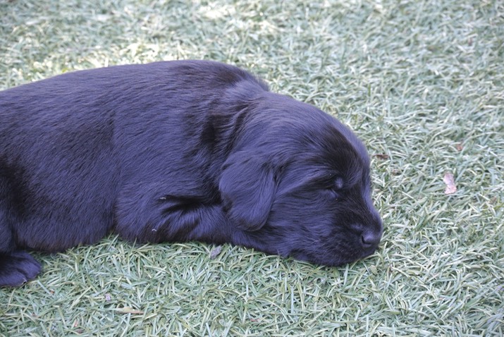 grass nap fiona