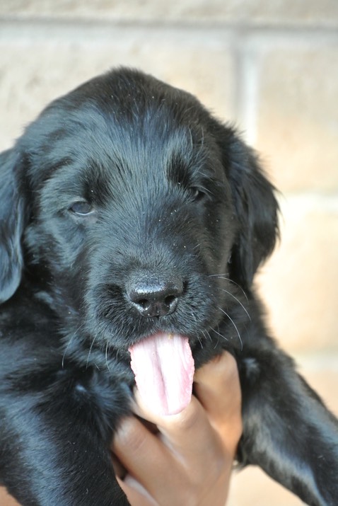 Flora 4 weeks tongue out