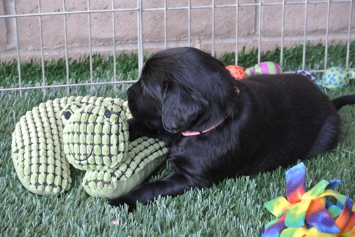 Fiona and her frog