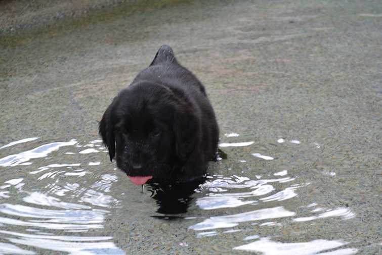 Finn in the pool