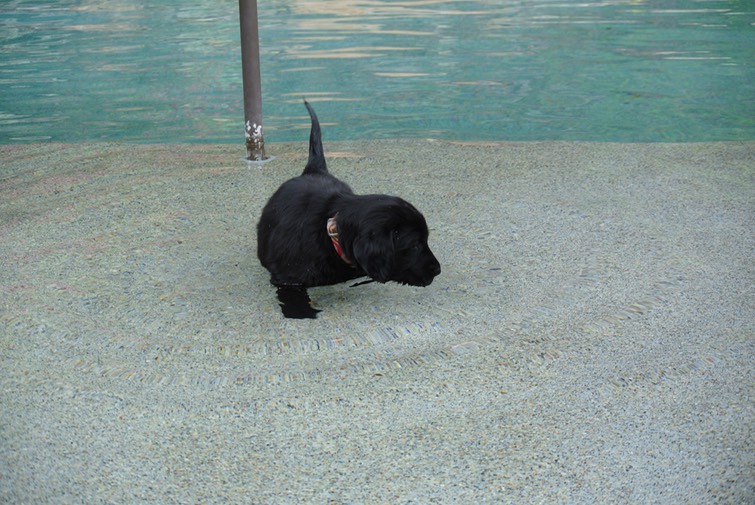 Falafel taking a dip