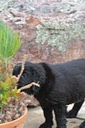 Finn discovers succulents