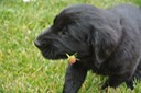 Flora with her flower