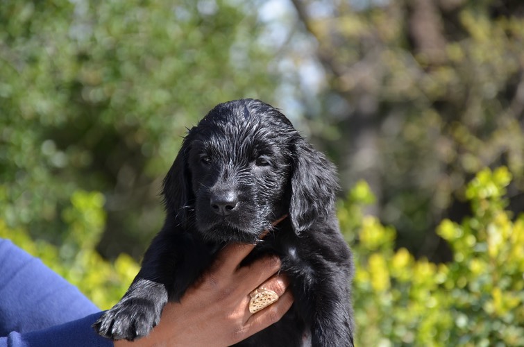 hyacinth 6 wks head