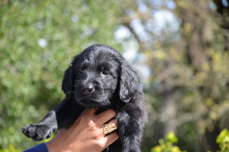 Haribo 6 weeks head