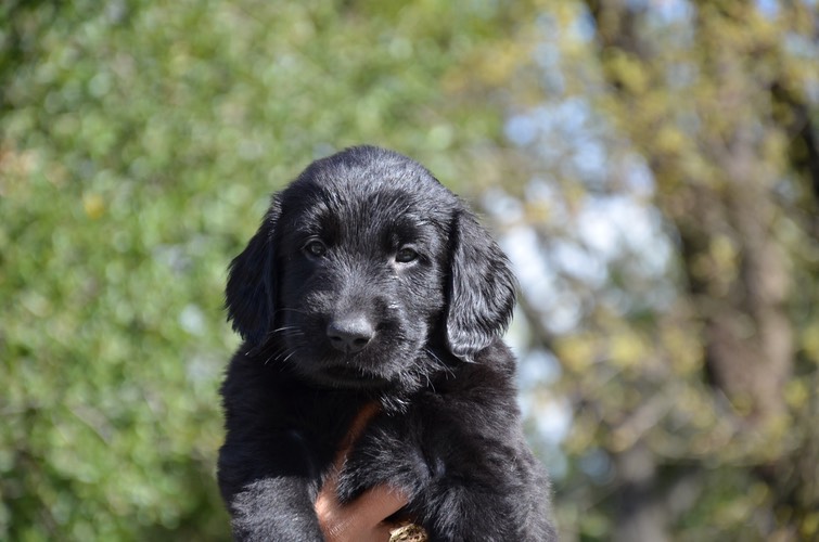 Hulk head 6 weeks