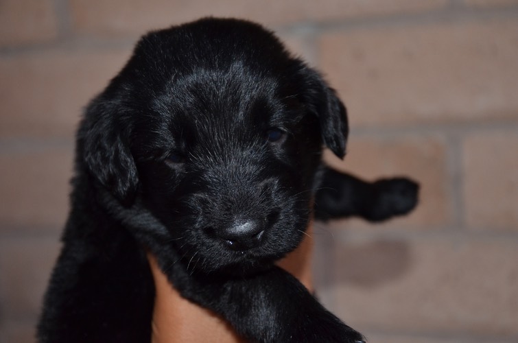 grey boy 4 weeks
