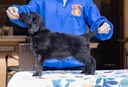 Flatcoat puppies-101 copy