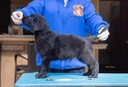 Flatcoat puppies-102 copy