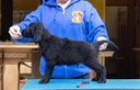 Flatcoat puppies-104 copy