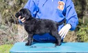 Flatcoat puppies-108 copy