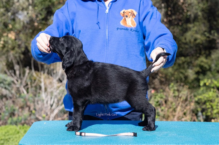 Flatcoat puppies-111 copy