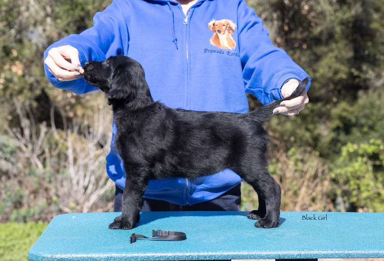 Flatcoat puppies-112 copy